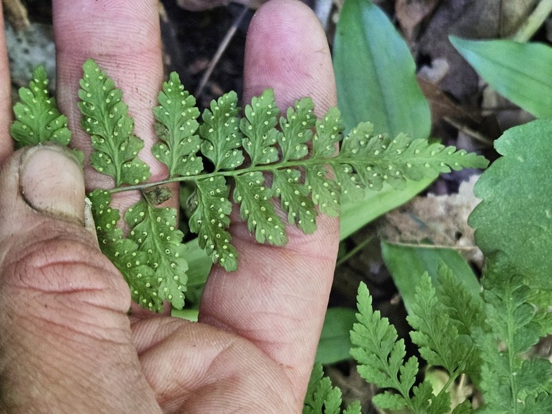 Upland Brittle Bladderfern photo 6
