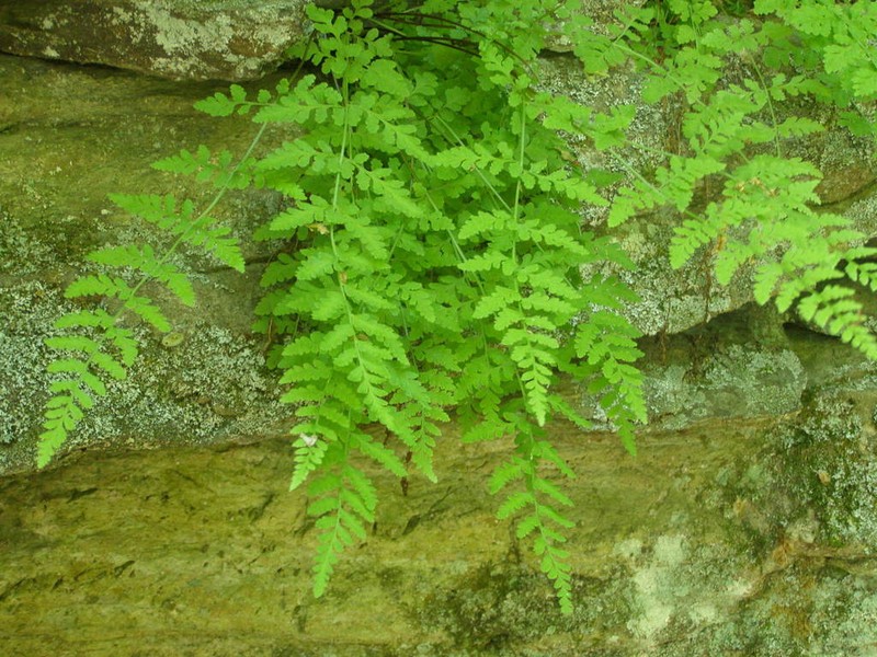 Upland Brittle Bladderfern photo 7