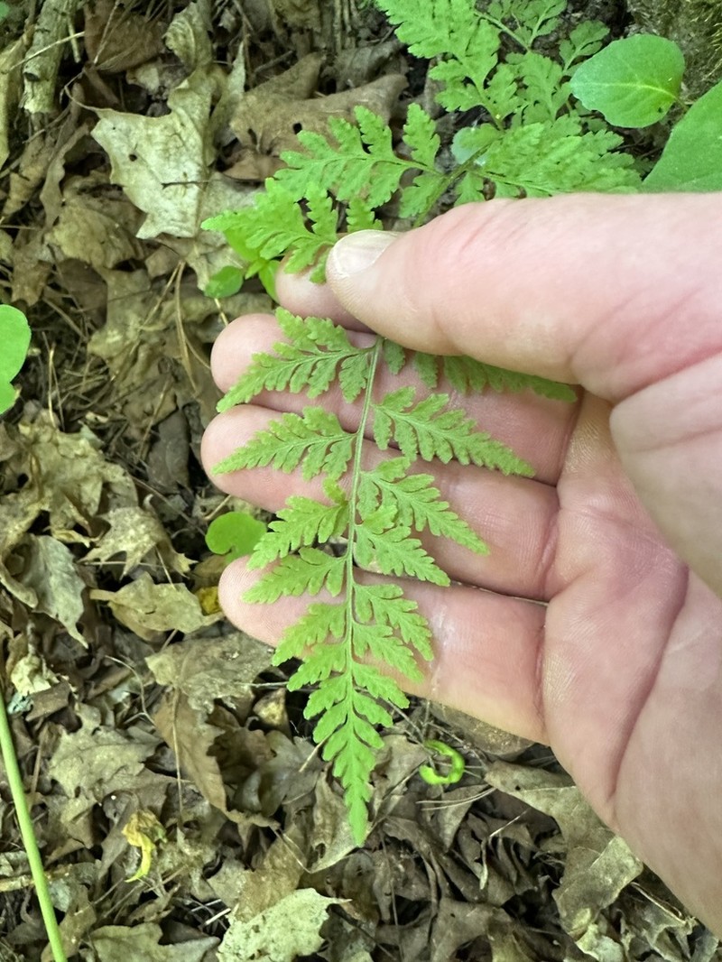 Upland Brittle Bladderfern photo 8