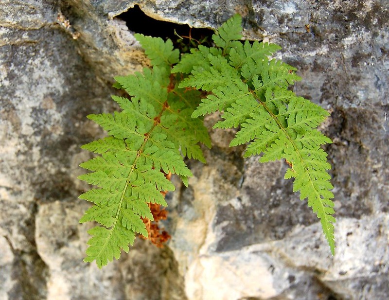 Utah Bladderfern
