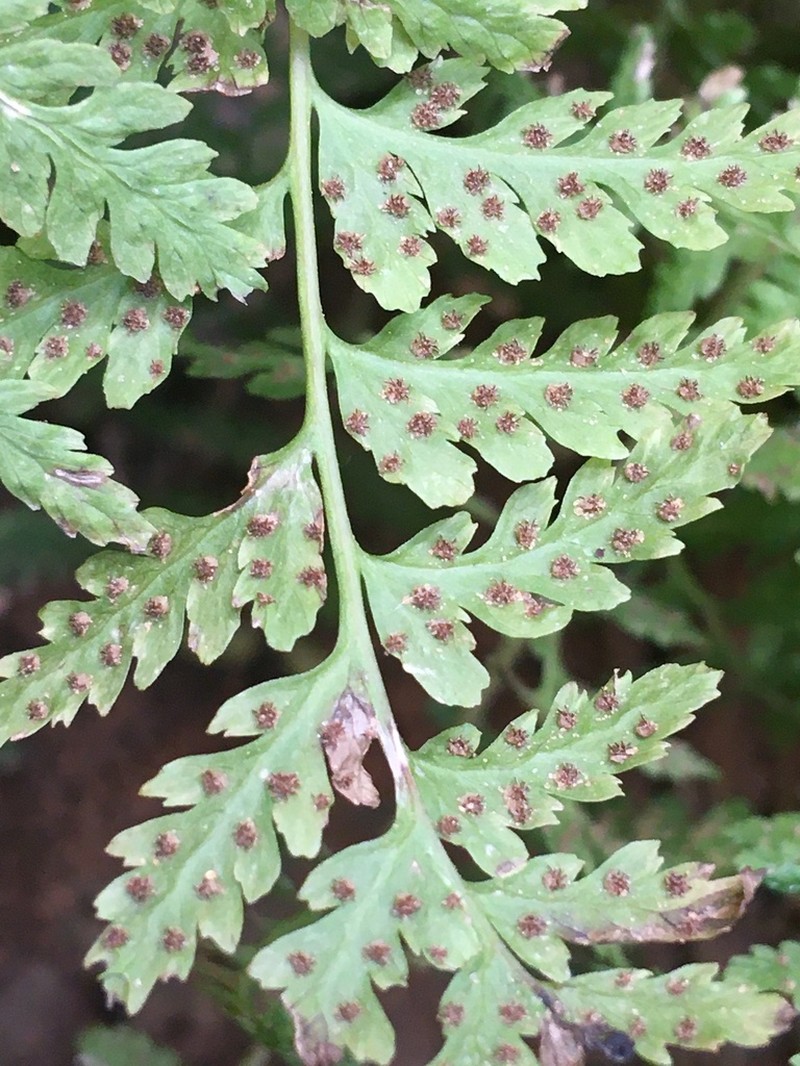 Cystopteris utahensis