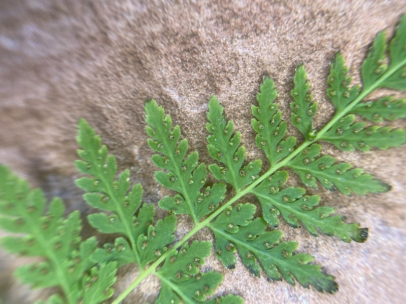 Cystopteris utahensis photo 2