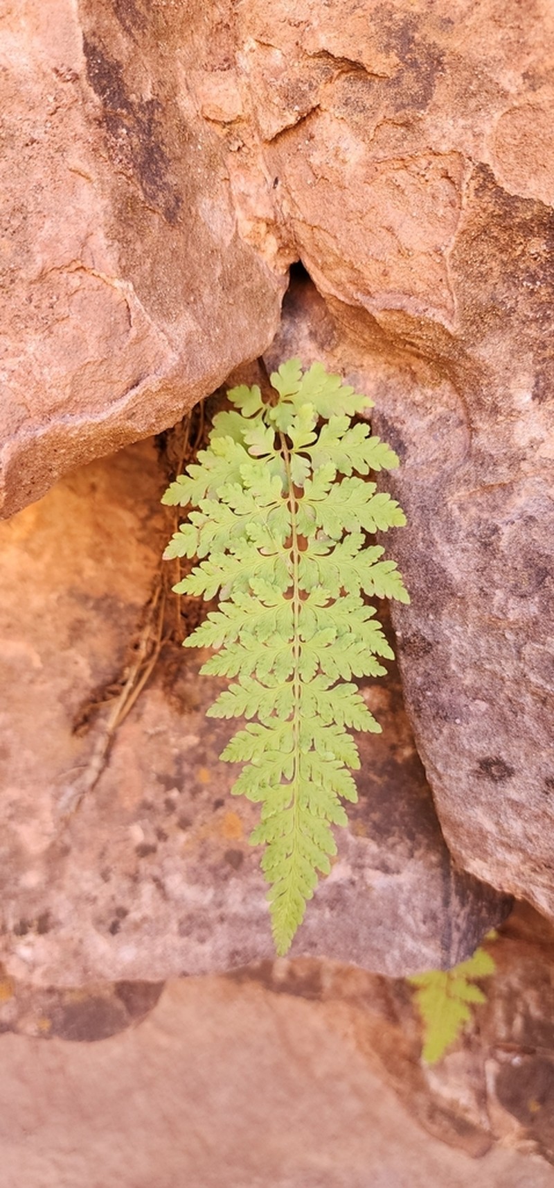 Cystopteris utahensis photo 3