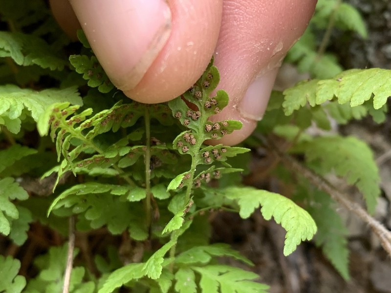 Cystopteris utahensis photo 4