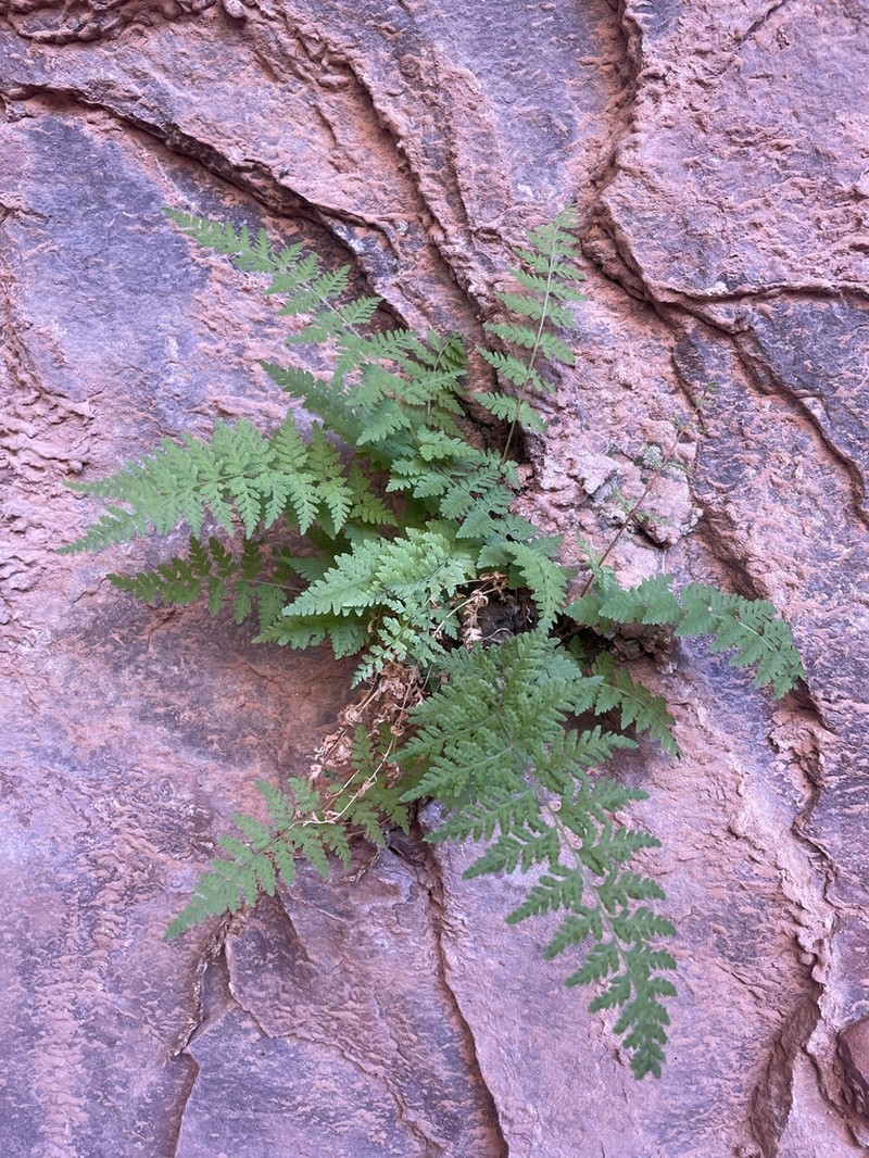 Cystopteris utahensis photo 5