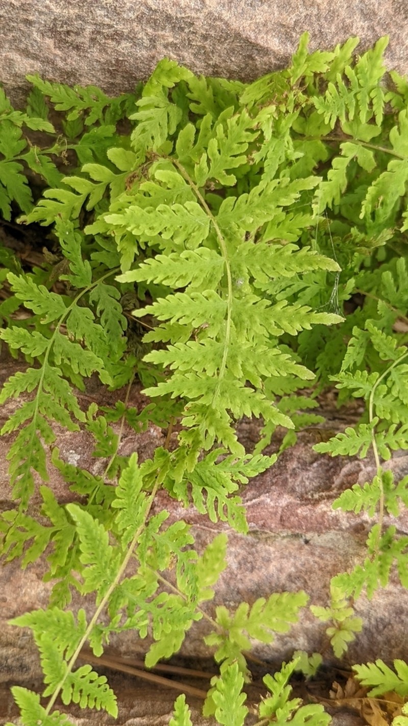 Cystopteris utahensis photo 6