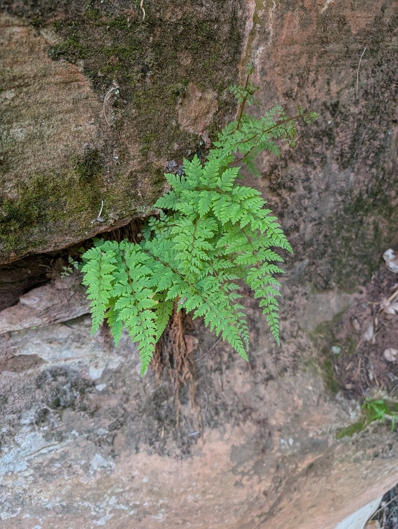 Cystopteris utahensis photo 7