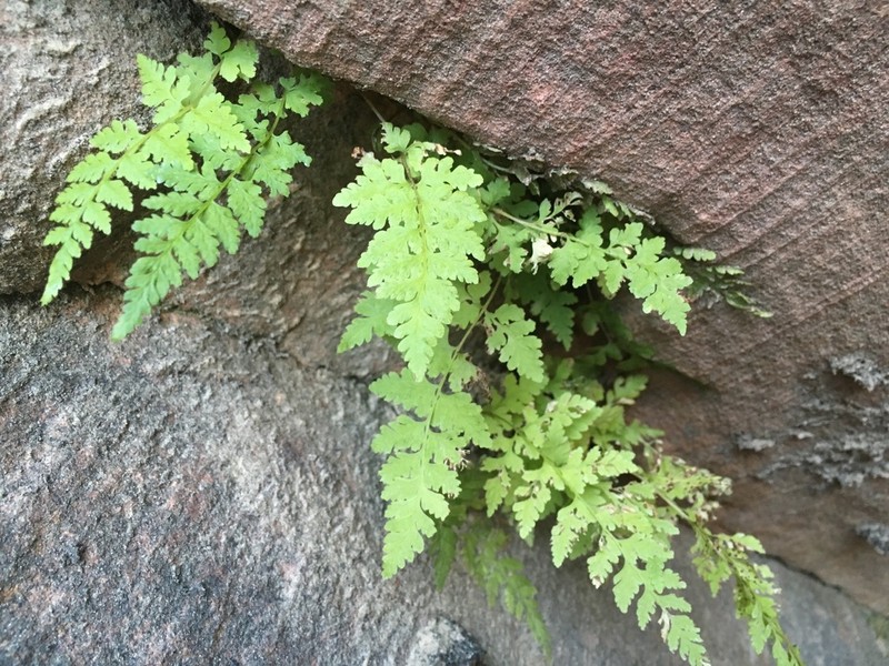 Cystopteris utahensis photo 8