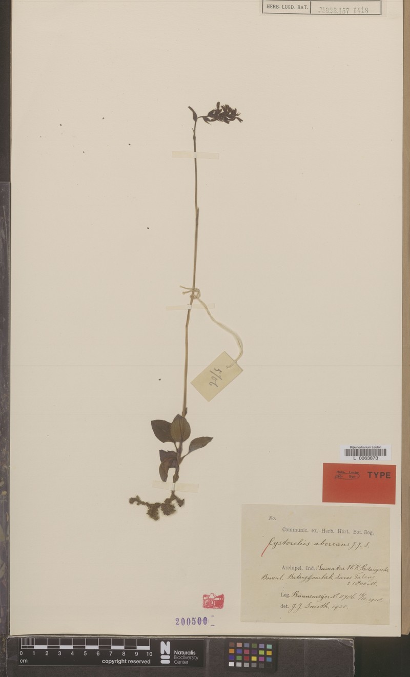 Cystorchis aberrans