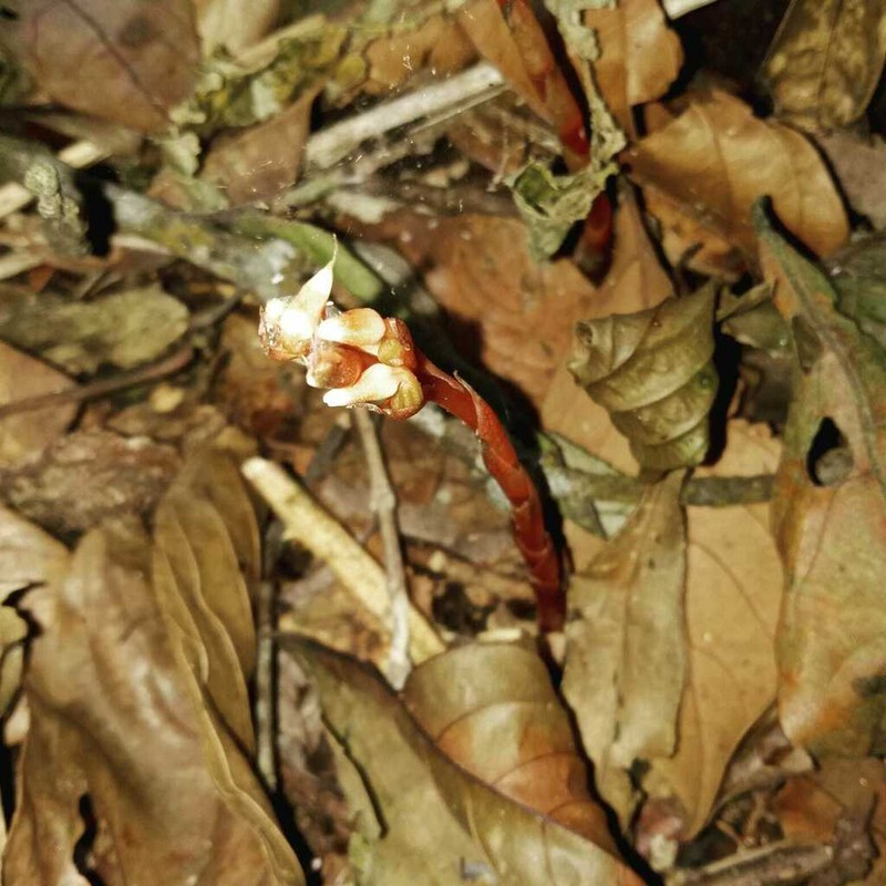 Cystorchis aphylla photo 2