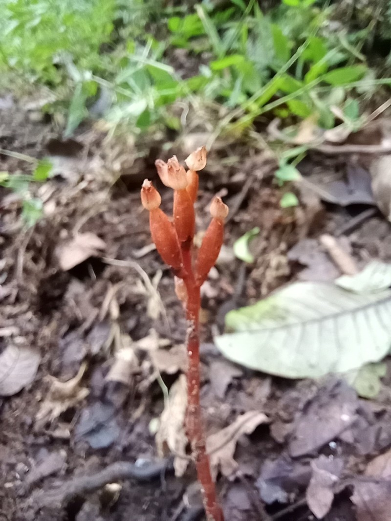 Cystorchis aphylla photo 3