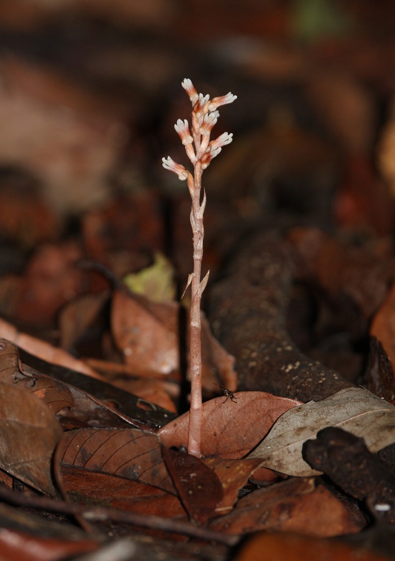 Cystorchis aphylla photo 4