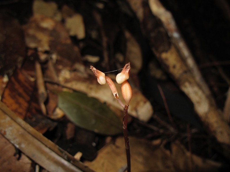 Cystorchis aphylla photo 5