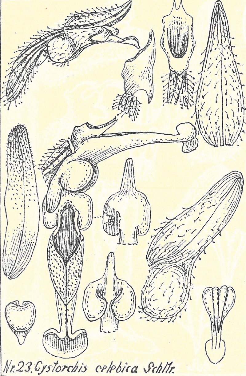 Cystorchis celebica