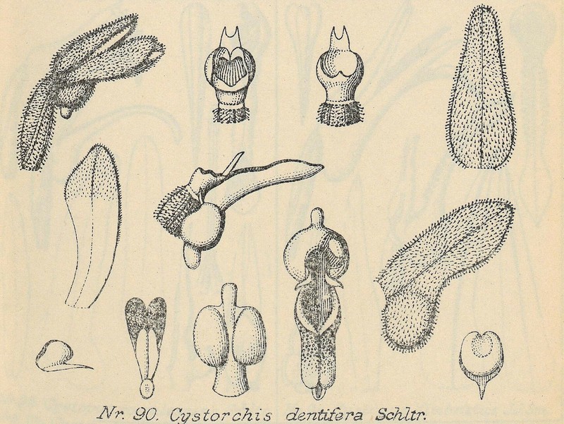 Cystorchis dentifera