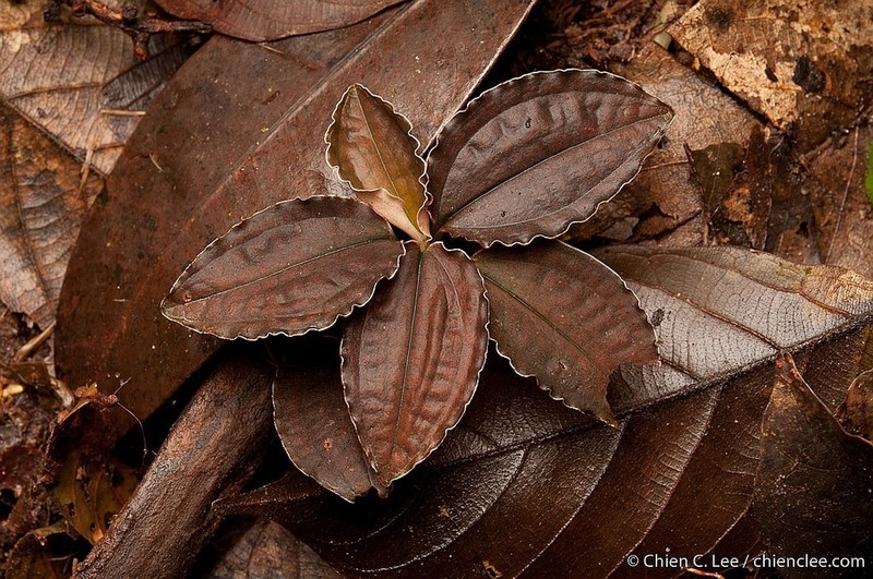 Cystorchis javanica