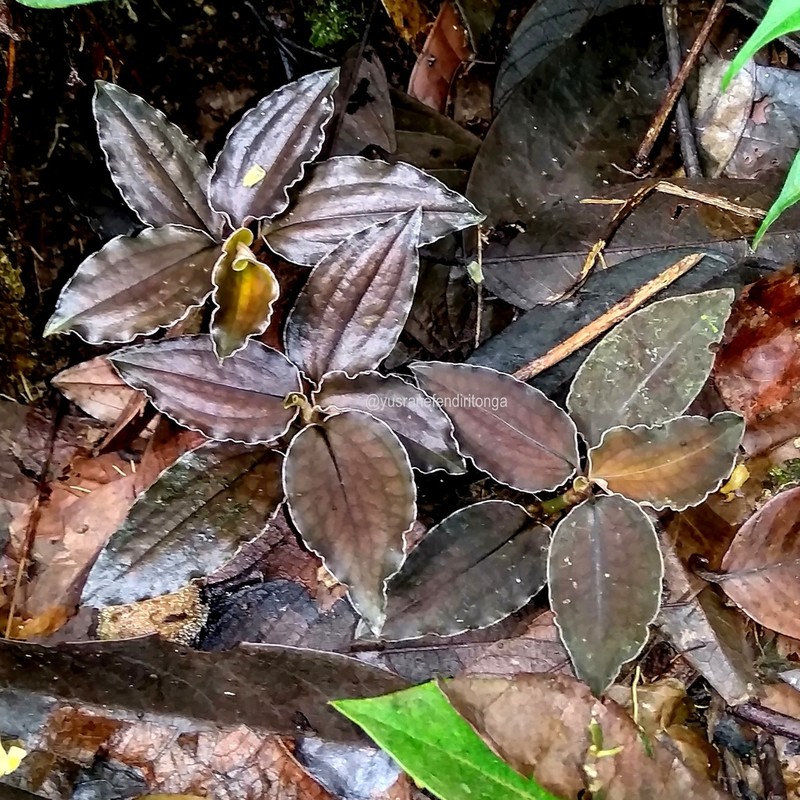 Cystorchis javanica photo 2