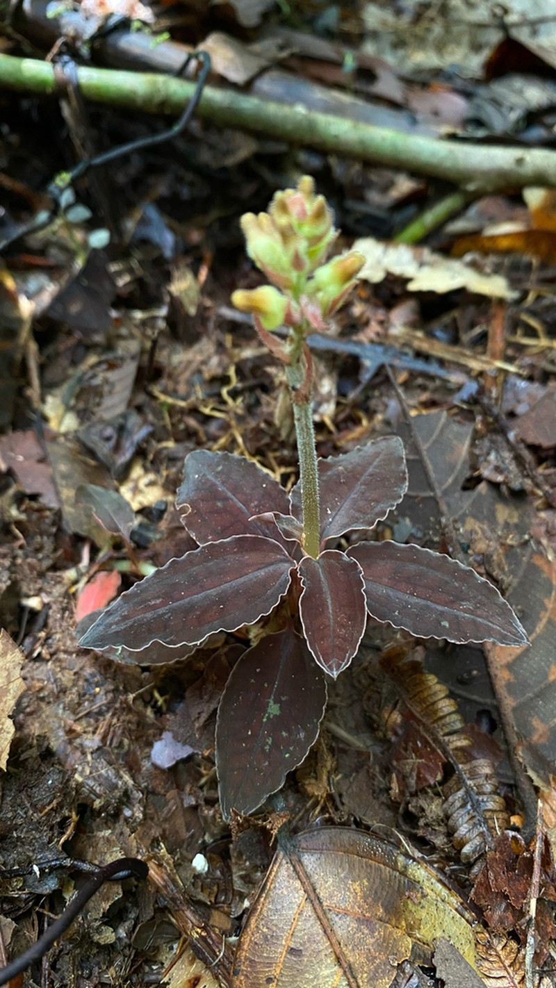 Cystorchis javanica photo 3