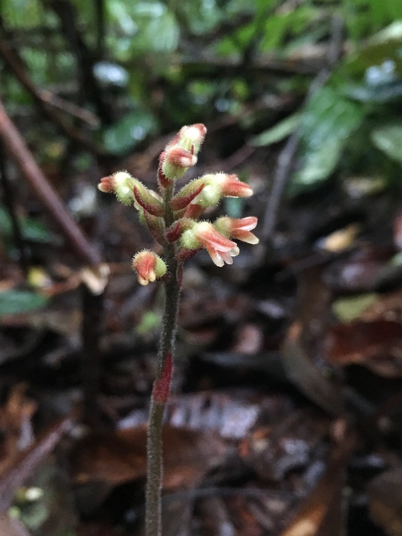 Cystorchis javanica photo 4