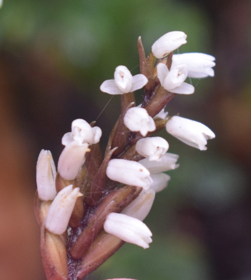 Cystorchis javanica photo 5