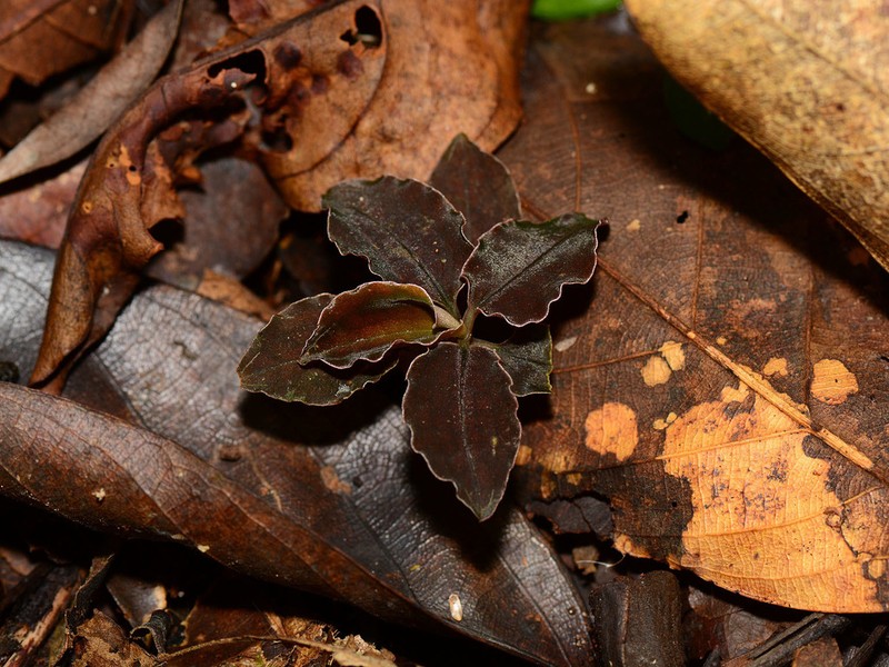 Cystorchis javanica photo 6