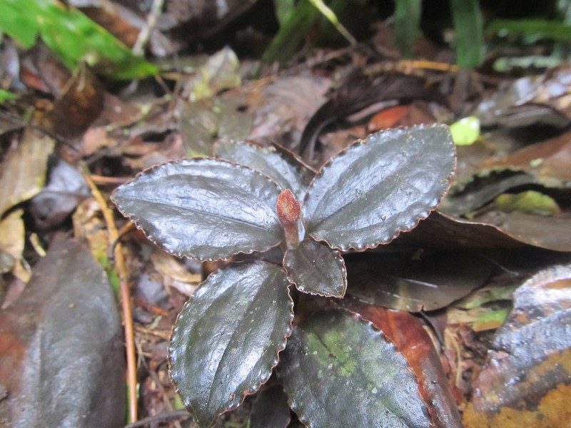 Cystorchis javanica photo 7