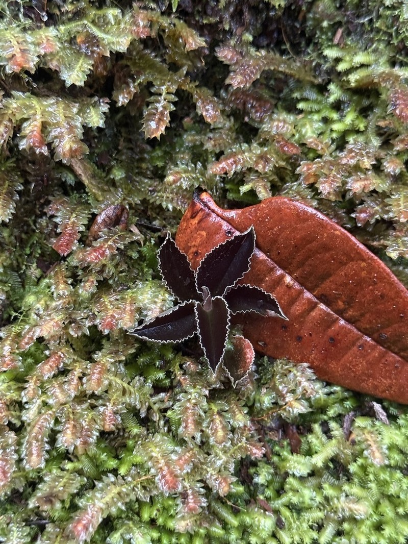 Cystorchis javanica photo 8