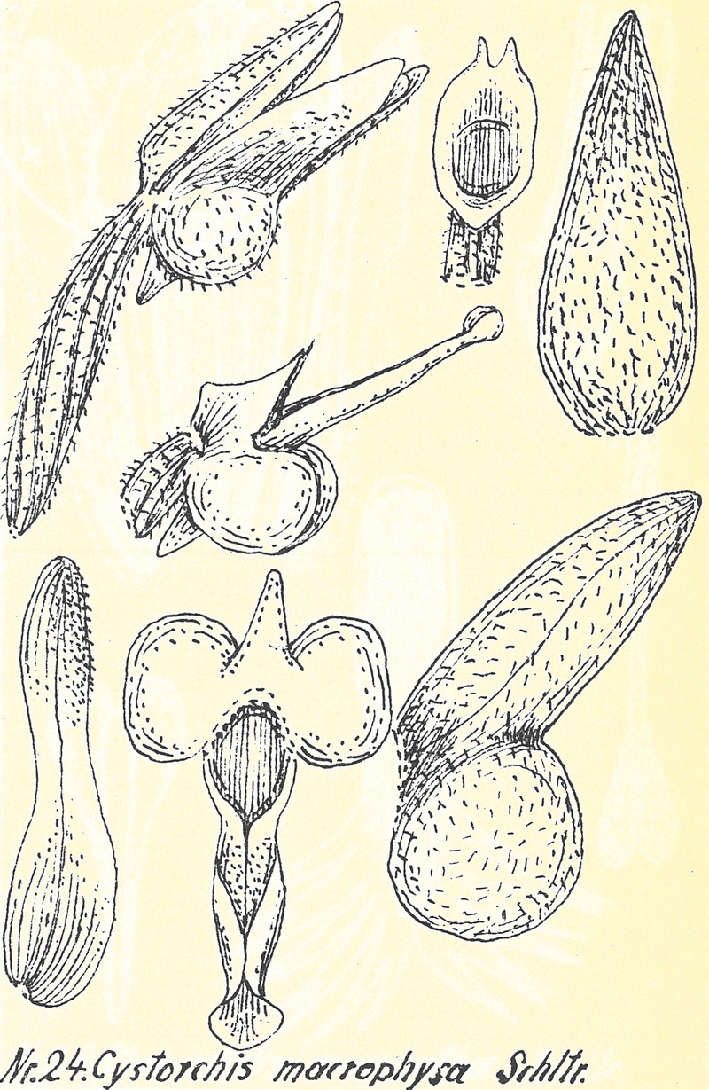 Cystorchis macrophysa