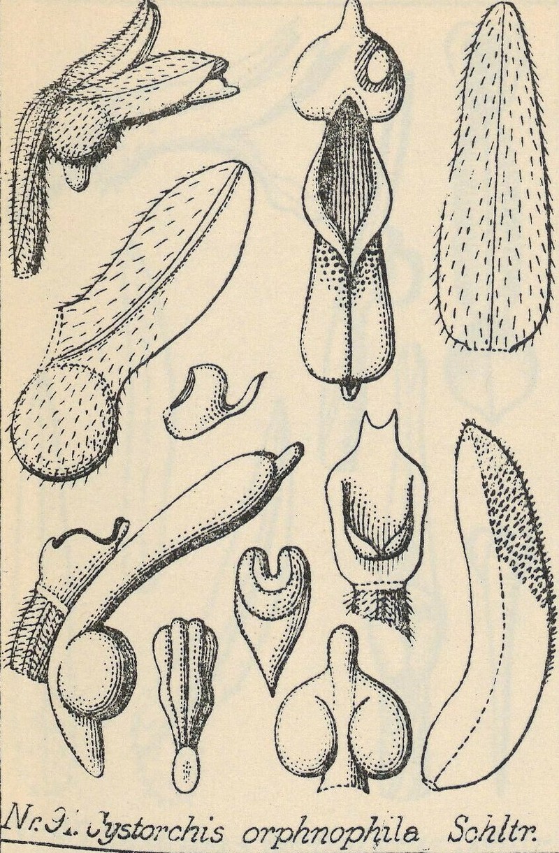 Cystorchis orphnophila