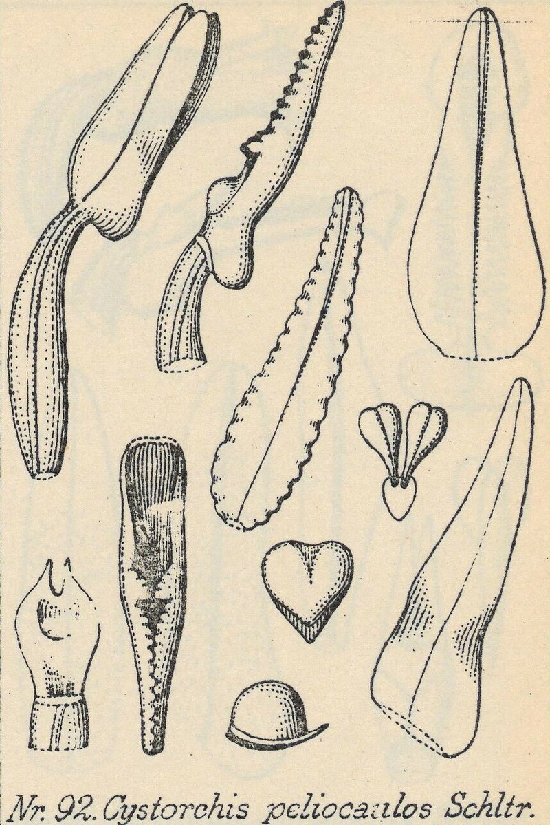 Cystorchis peliocaulos