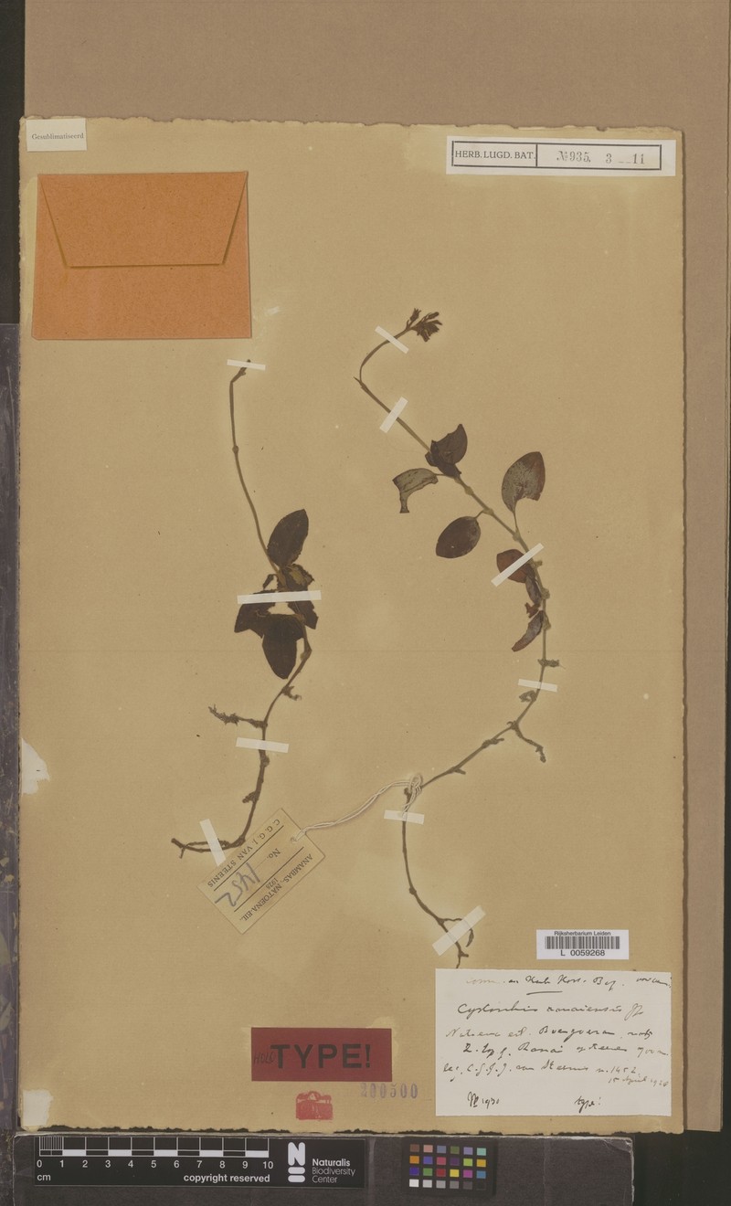 Cystorchis ranaiensis