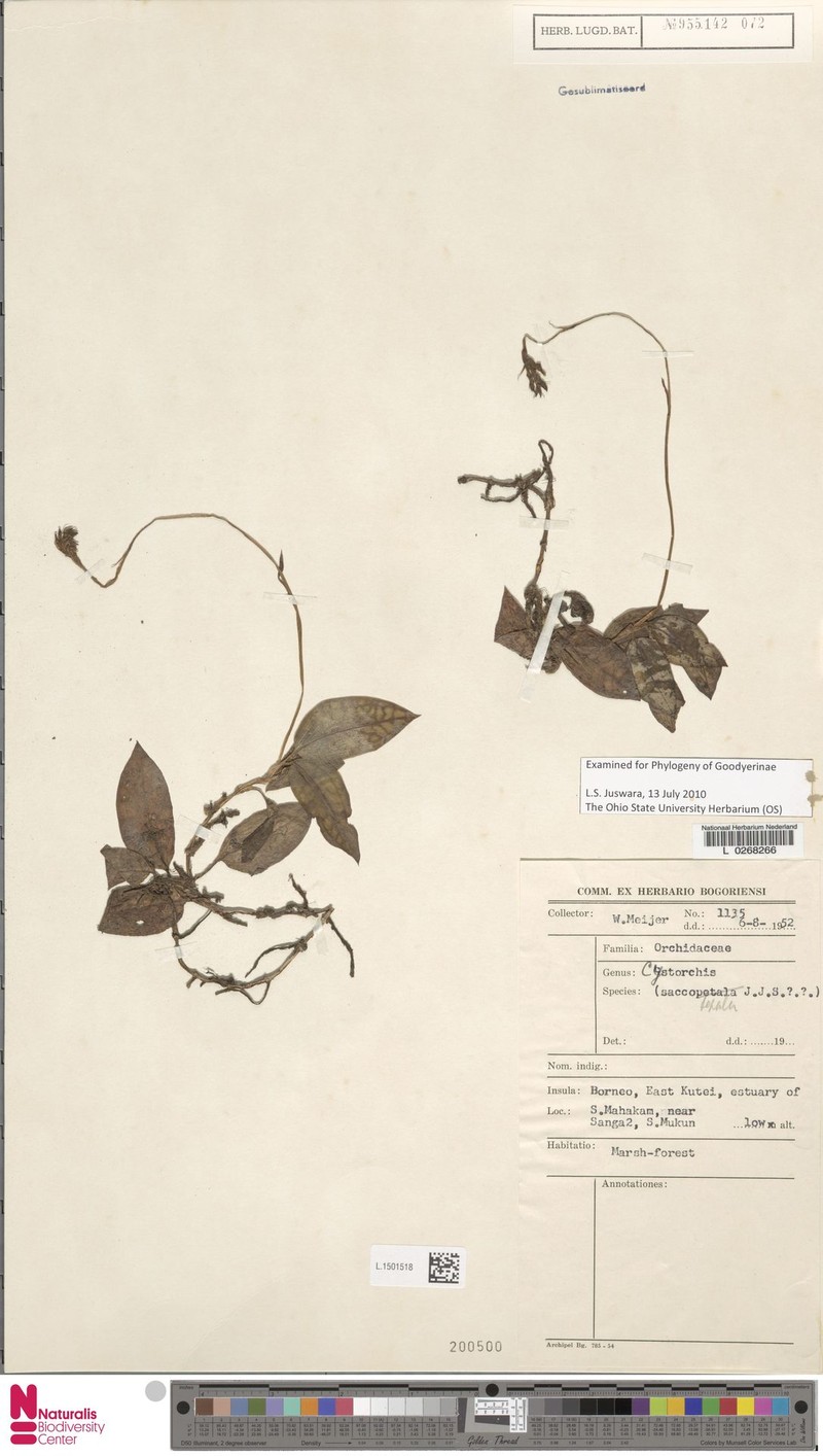 Cystorchis saccosepala