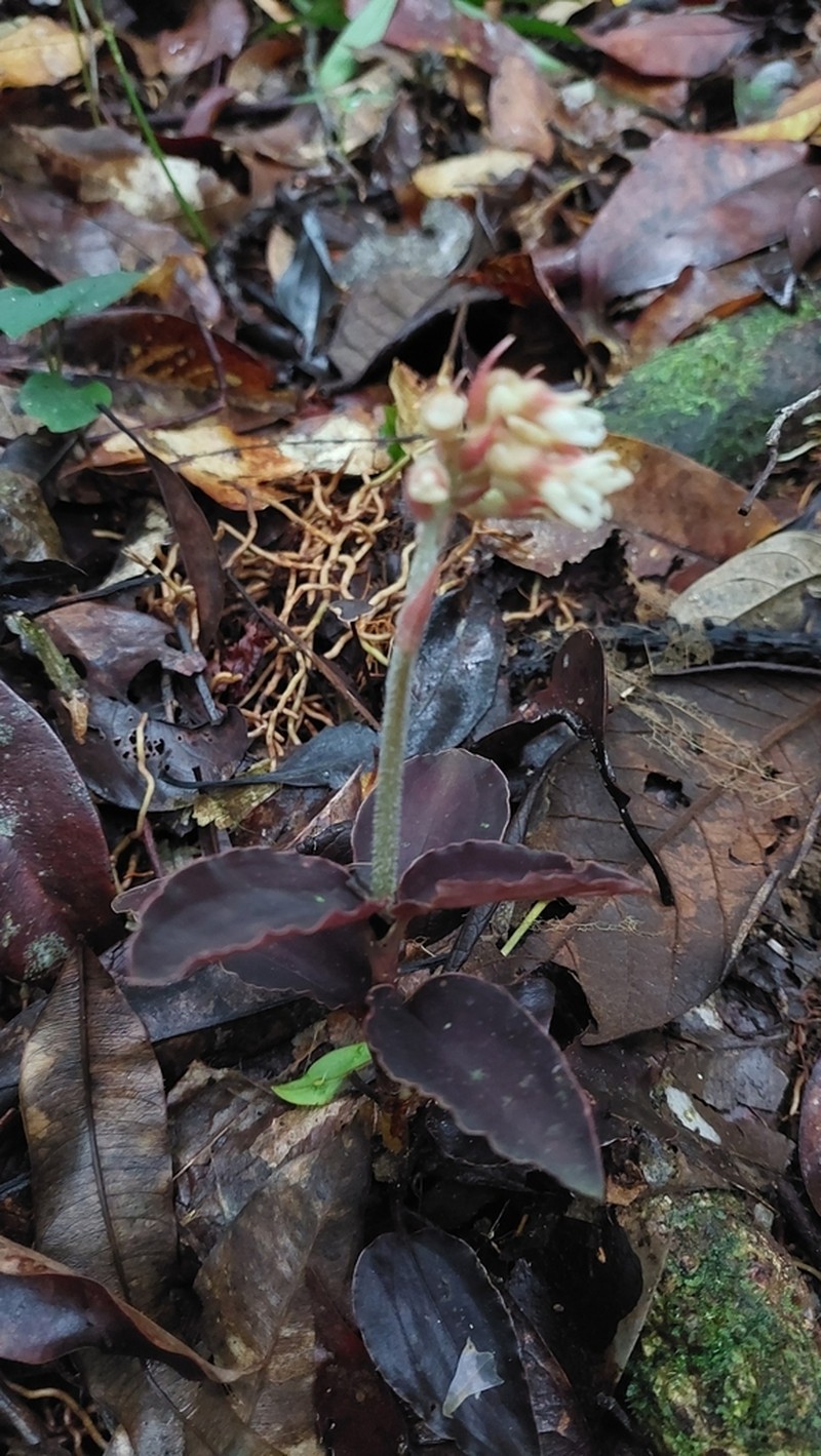 Cystorchis stenoglossa photo 2