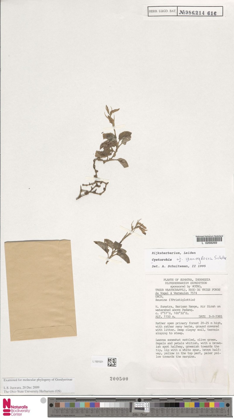 Cystorchis stenoglossa photo 3