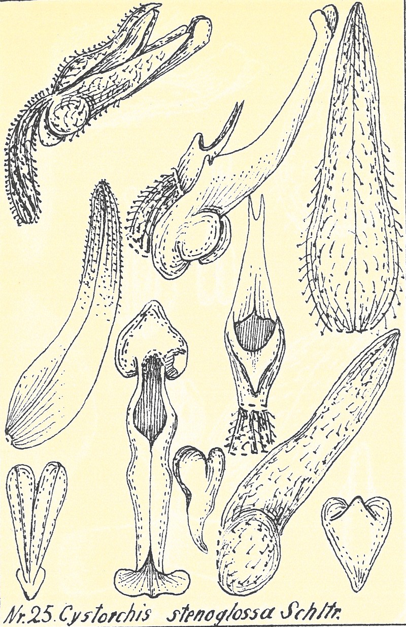 Cystorchis stenoglossa