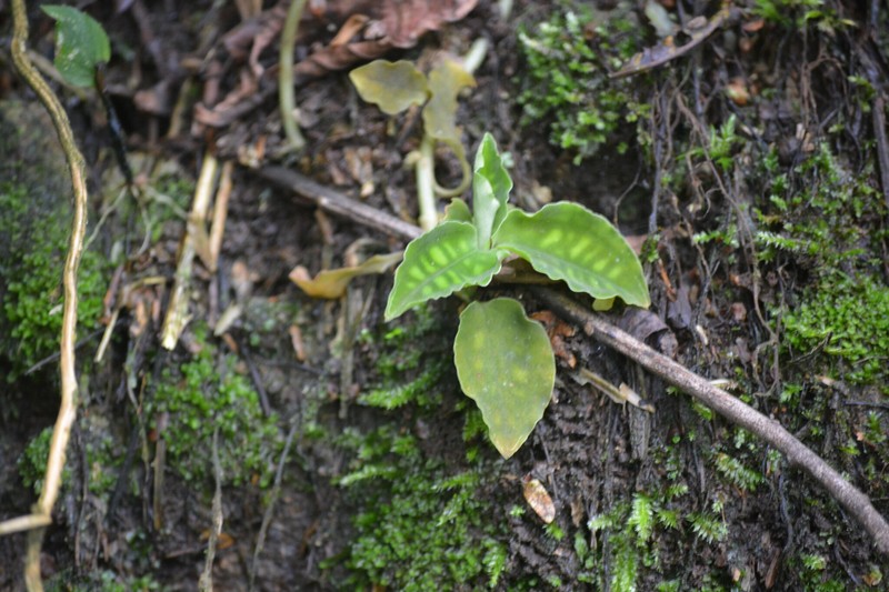 Cystorchis variegata