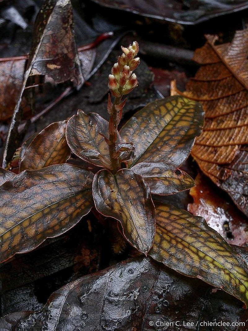 Cystorchis variegata photo 2