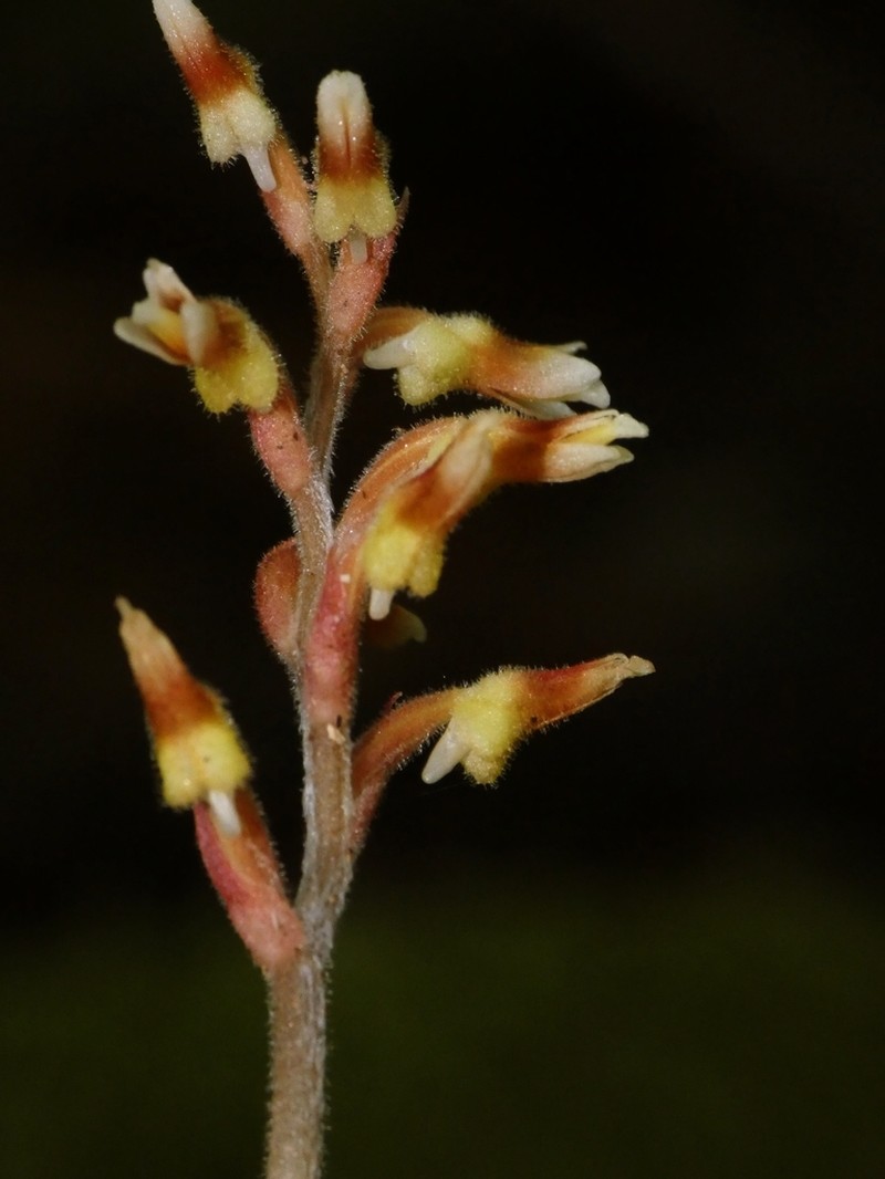 Cystorchis variegata photo 3