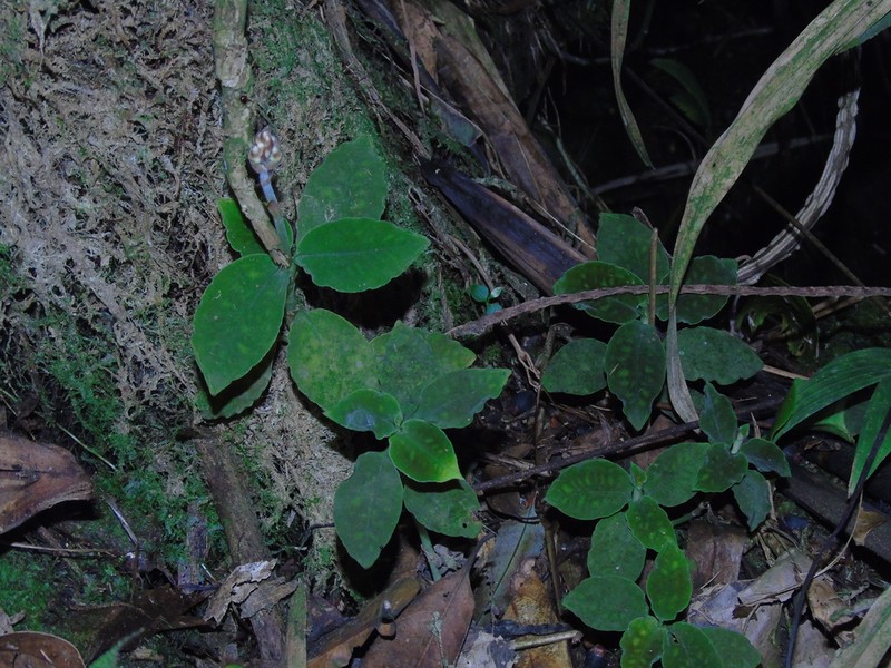 Cystorchis variegata photo 4