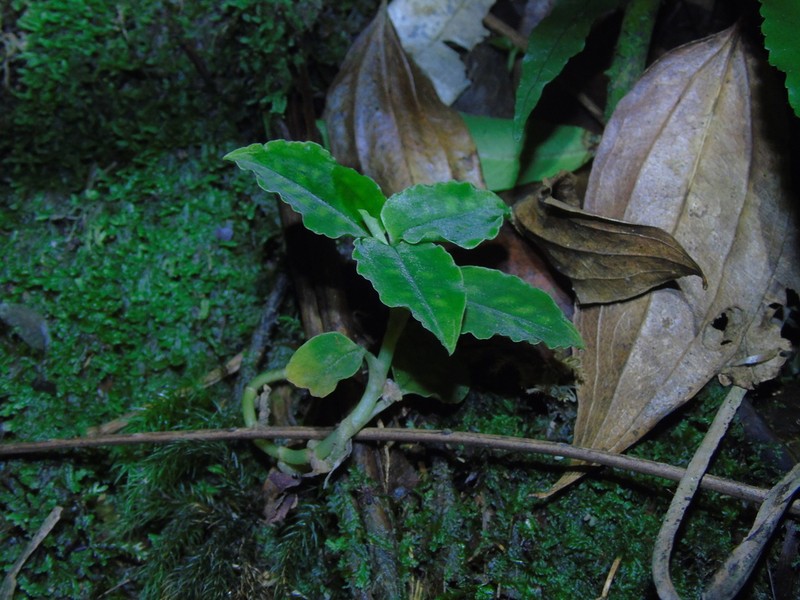 Cystorchis variegata photo 6