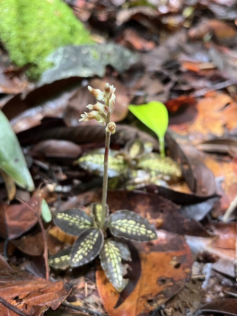 Cystorchis variegata photo 7