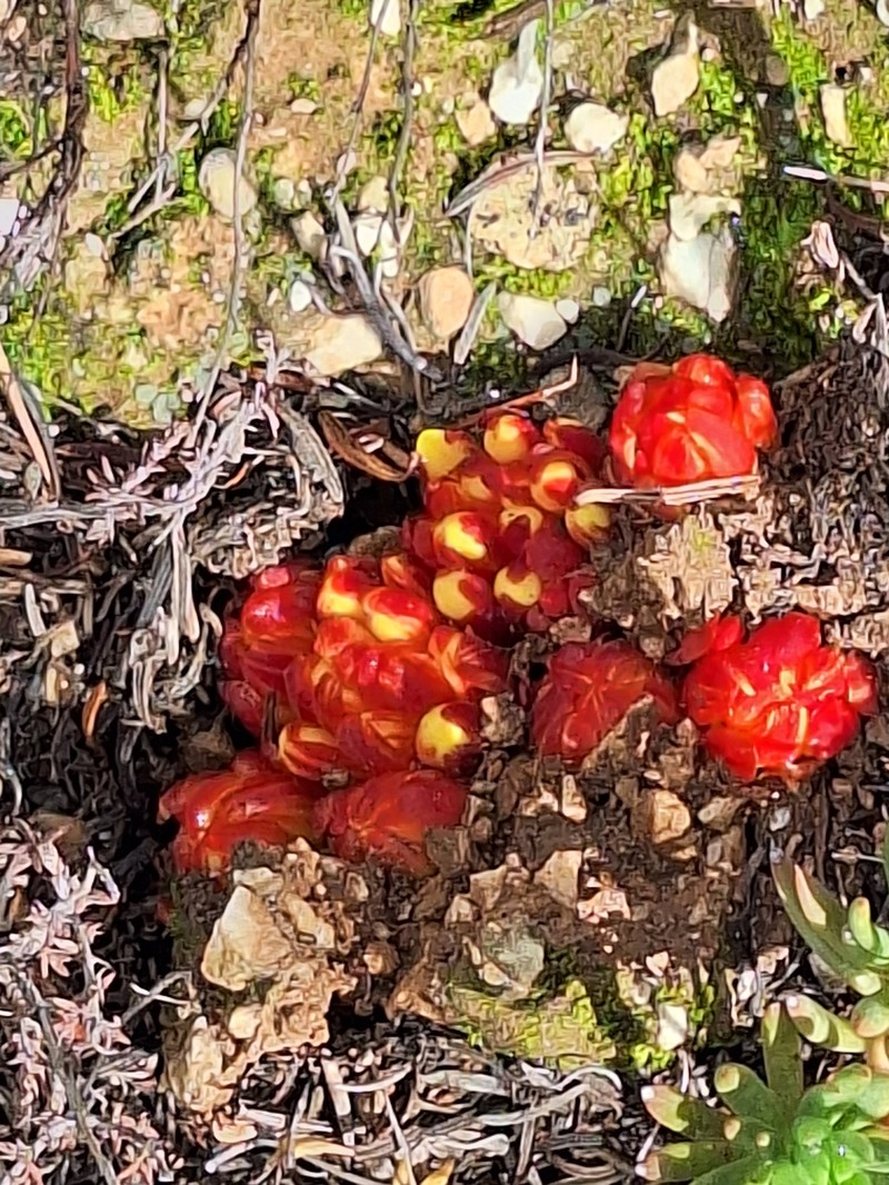 Cytinus hypocistis subsp. hypocistis