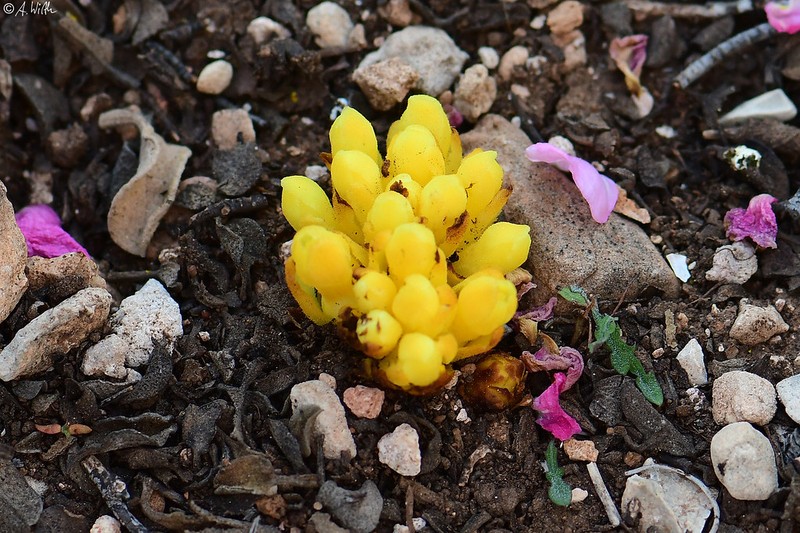 Cytinus hypocistis subsp. hypocistis photo 2