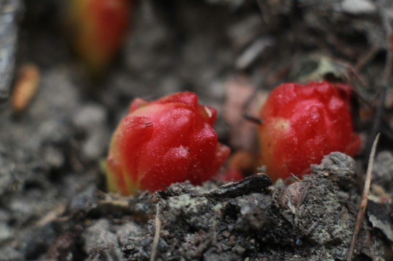 Cytinus hypocistis subsp. hypocistis photo 3