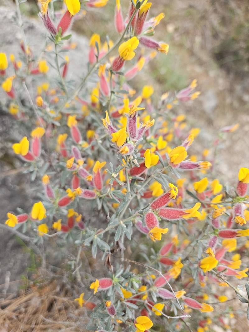 Cytisopsis pseudocytisus subsp. pseudocytisus