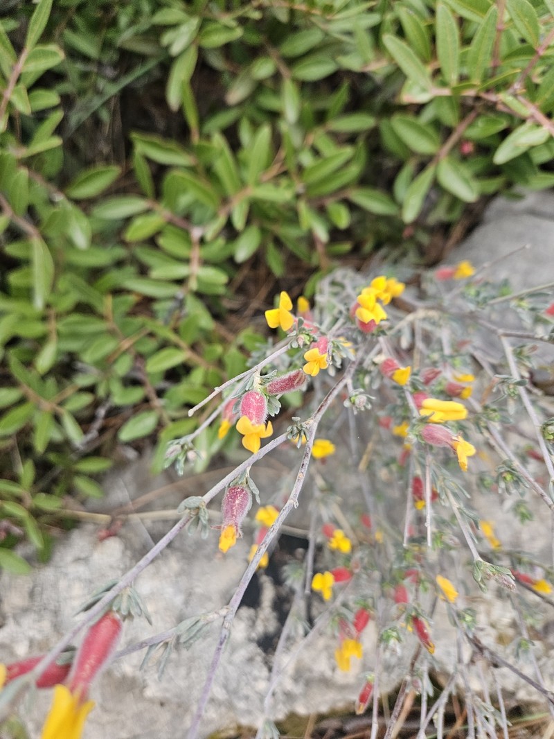 Cytisopsis pseudocytisus subsp. pseudocytisus photo 2