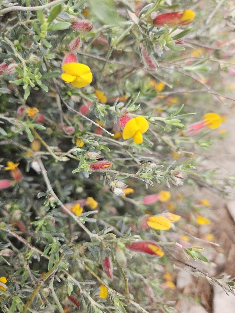 Cytisopsis pseudocytisus subsp. pseudocytisus photo 3
