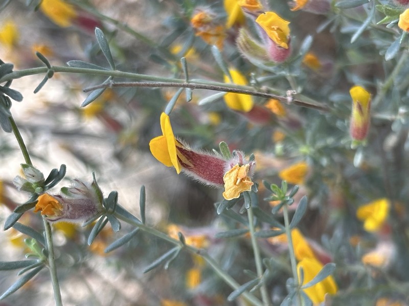 Cytisopsis pseudocytisus subsp. pseudocytisus photo 4