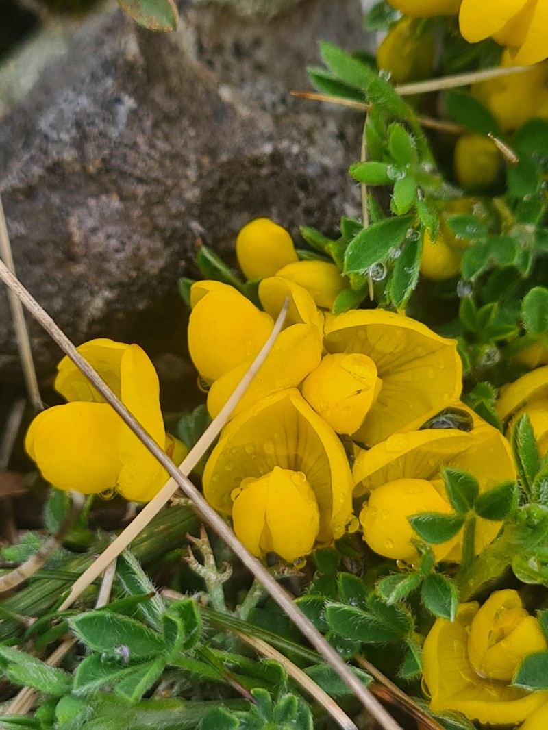 Cytisus ardoinoi subsp. ardoinoi