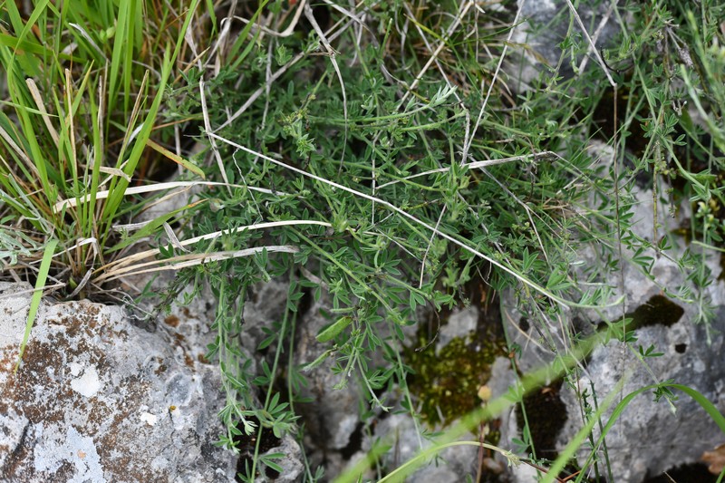 Cytisus ardoinoi subsp. ardoinoi photo 2